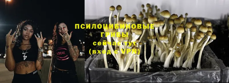 Галлюциногенные грибы Psilocybine cubensis  МЕГА зеркало  Красноуральск  где купить наркоту 